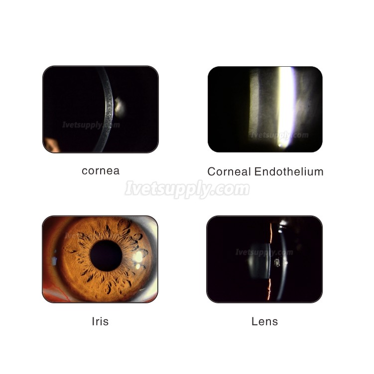 Veterinary Tabletop Slit Lamp Optical Ophthalmic Equipment Digital Slit Lamp Microscope For Eye Test